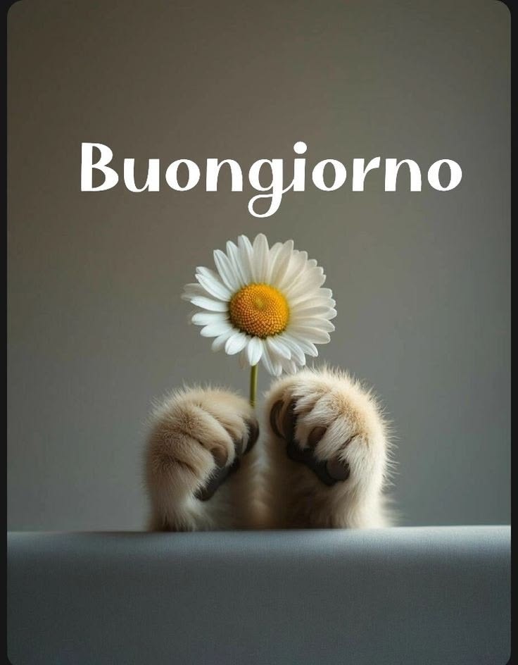 gif buongiorno bellissimi